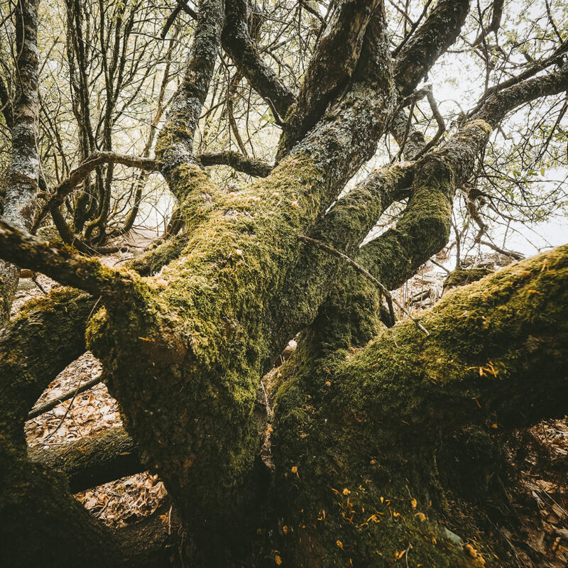 graphiste photographe artiste Dordogne