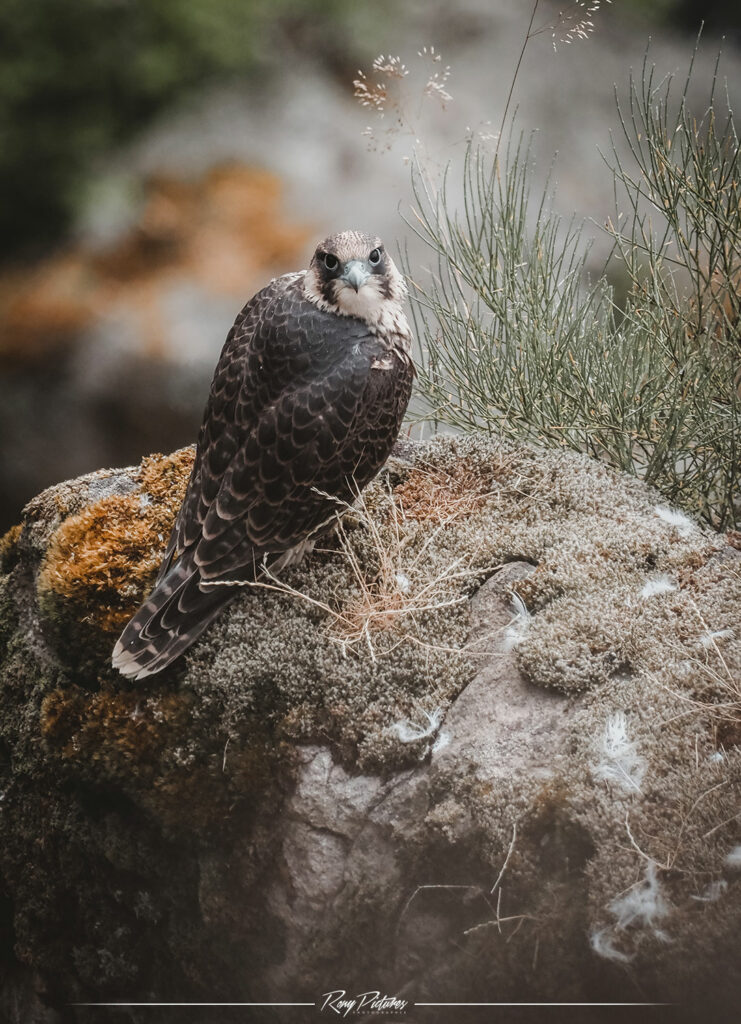 Photographies faune flore