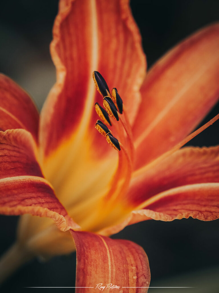 Photographies faune flore